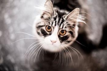 ��� � ������� ������� ���������